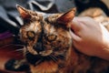 Persons hand strokes cat. Royalty Free Stock Photo