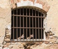 Man behind bars in jail or prison Royalty Free Stock Photo