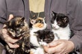 A mans hands gently support a curious group of four kittens, each looking out with open eyes Royalty Free Stock Photo