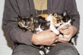 A mans hands gently support a curious group of four kittens, each looking out with open eyes Royalty Free Stock Photo