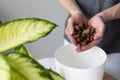 Mans hands holding drainage in hands for potting flowers. Royalty Free Stock Photo