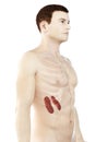 A mans kidneys Royalty Free Stock Photo