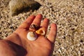 Man holding three shells on a sandy beach in California Royalty Free Stock Photo