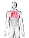 a mans lung Royalty Free Stock Photo
