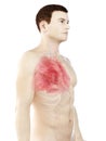 A mans lung Royalty Free Stock Photo