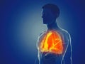 A mans lung Royalty Free Stock Photo