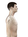 A mans neck Royalty Free Stock Photo