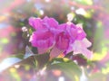 Mansoa Alliacea Or Garlic Vine Blooming On Tree, Sweet Color Flower In Soft And Blur Style.