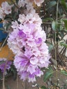 Mansoa alliacea or garlic vine