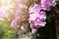 Purple Garlic Vine Beautiful flower Royalty Free Stock Photo