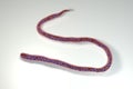 Mansonella ozzardi, a roundworm nematoda that causes serous cavity filariasis in humans