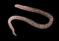 Mansonella ozzardi, a roundworm nematoda that causes serous cavity filariasis and keratitis in humans