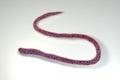 Mansonella perstans, a roundworm nematoda that causes serous cavity filariasis Royalty Free Stock Photo