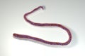 Mansonella streptocerca, a roundworm nematoda that causes streptocerciasis, or subcutaneous filariasis