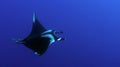 Manta birostris Royalty Free Stock Photo