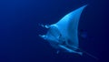 Manta birostris Royalty Free Stock Photo