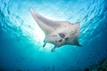 Manta in the blue background Royalty Free Stock Photo