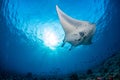 Manta in the blue background Royalty Free Stock Photo