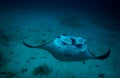 Manta and coral reef diving underwater Royalty Free Stock Photo