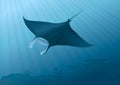 Manta Ray