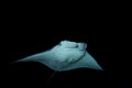 Manta Ray Royalty Free Stock Photo