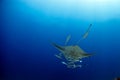 Manta ray Royalty Free Stock Photo
