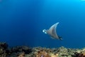 Manta ray Royalty Free Stock Photo