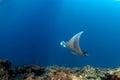 Manta ray