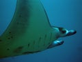 Manta Ray Royalty Free Stock Photo