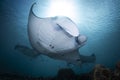 A Manta Ray - Manta alfredi - at a cleaning station