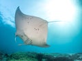 Manta Ray belly shot in Raja Ampat Royalty Free Stock Photo