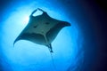 Manta Ray