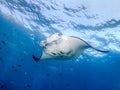 Manta Ray in blue water Royalty Free Stock Photo