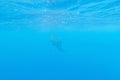 Manta ray in the blue water of the ocean Royalty Free Stock Photo