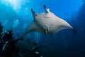 Manta ray cleaning Royalty Free Stock Photo