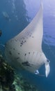 Manta ray cleaning Royalty Free Stock Photo