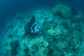 Manta Ray and Cleaning Station Royalty Free Stock Photo