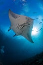 Manta ray cleaning Royalty Free Stock Photo