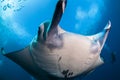 Manta ray close-up Royalty Free Stock Photo