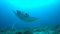 Manta ray on a coral reef Royalty Free Stock Photo