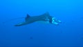 Manta ray on a coral reef Royalty Free Stock Photo