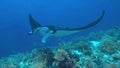 Manta ray on a coral reef Royalty Free Stock Photo