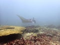 Manta ray cruising over reef Royalty Free Stock Photo