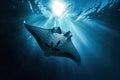 Manta ray in deep blue water of the sea. Royalty Free Stock Photo