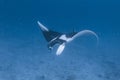 Manta ray Royalty Free Stock Photo