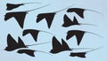 Manta ray, eagle rays fish silhouette