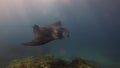 Manta Ray Feeding & Swimming Close. Graceful Joyful Mantaray Mouth Open In Blue Sea Water