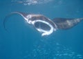 Manta ray filtering plankton