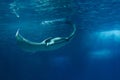 Manta Ray fish floating underwater