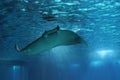 Manta Ray fish floating underwater